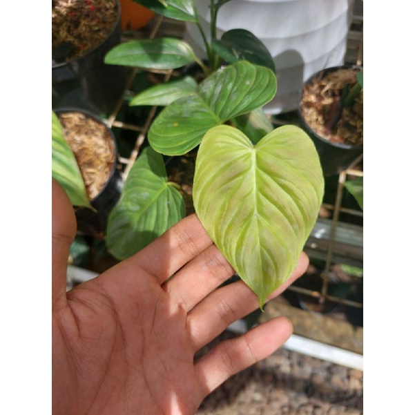 PROMO GROSIR philodendron majestic / philodendron majestic murah