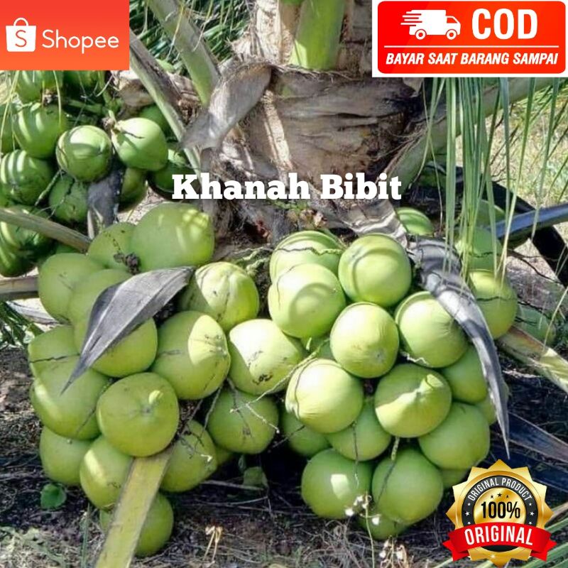 bibit kelapa wulung hibrida