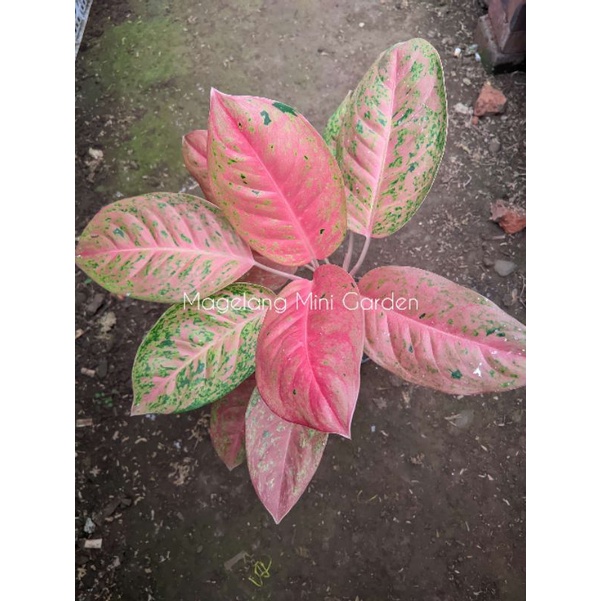 Aglonema bigroy indukan