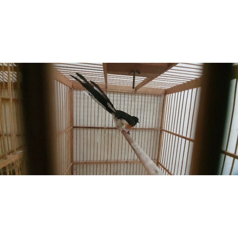 Trotol murai batu ekor panjang induk 31 cm vs 16 cm