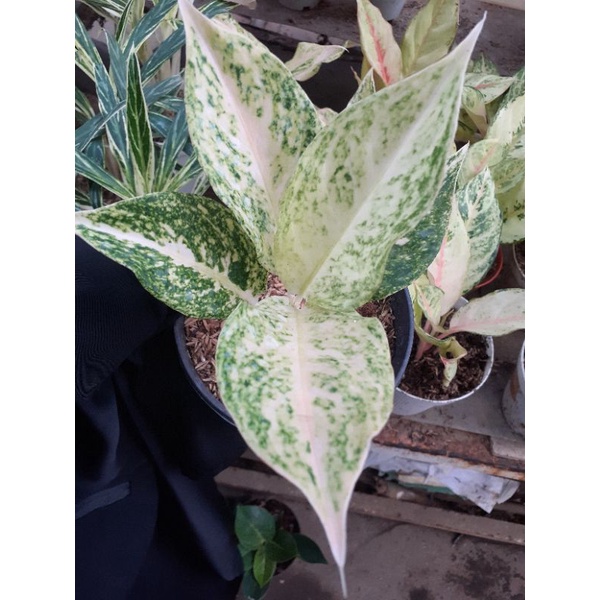 AGLONEMA MUTIARA SIAM