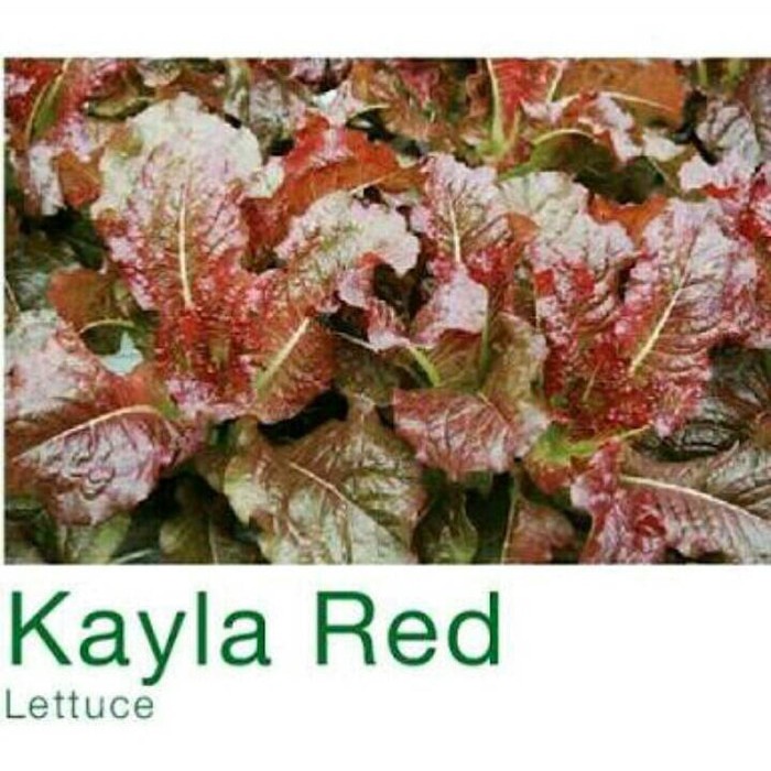 MGI 150 Benih Selada merah salad Kayla Red F1 bibit tanaman sayuran hidroponik import