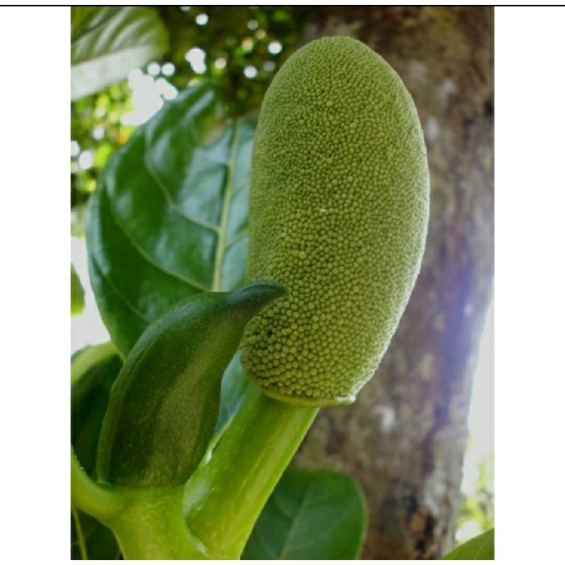 Babal nangka, Buah Nangka Muda Segar  200 gram / Babal Nangka Muda /Buah Babal - Nangka Muda - Obat 