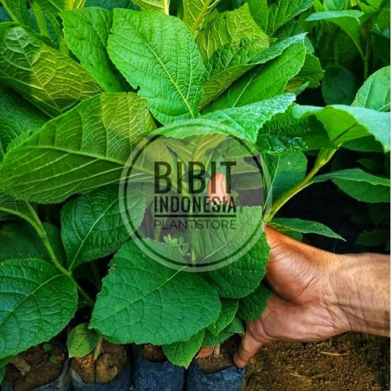 Paket 10pohon Jati Super