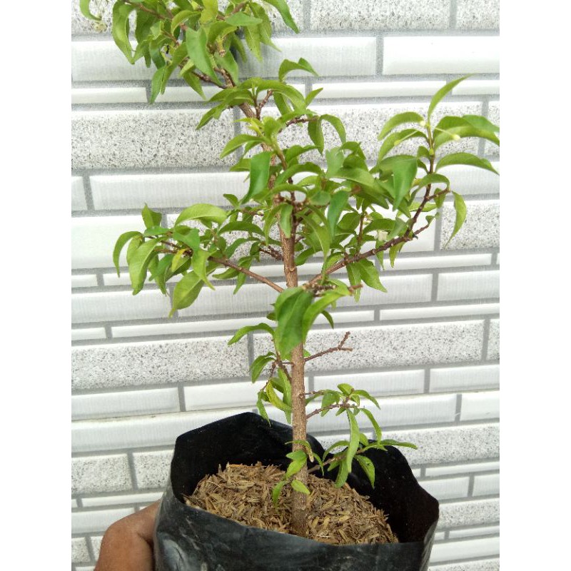 bibit anting putri mikro