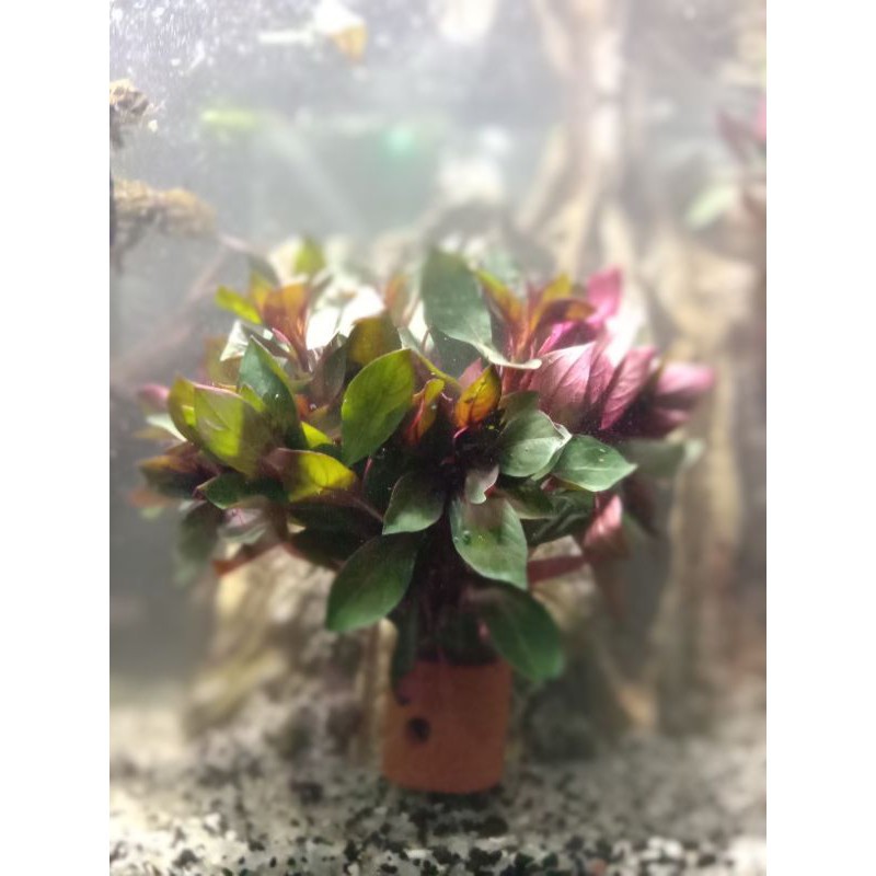 ludwigia sp red