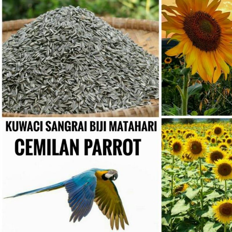 

1kg Kuwaci Sangrai Biji Matahari Cemilan Burung Parrot