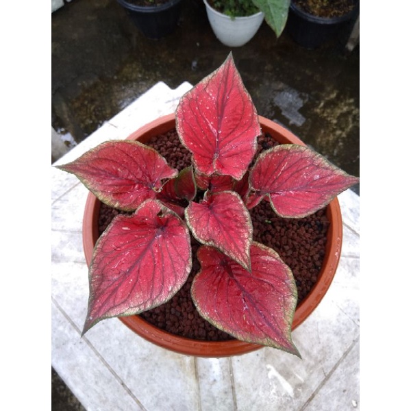 caladium red jaguar daun Ganda Bibit bukan bongol
