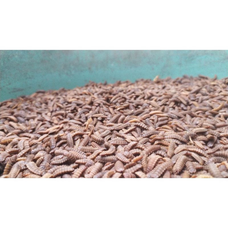 PREPUPA BSF PAKET 1 KG