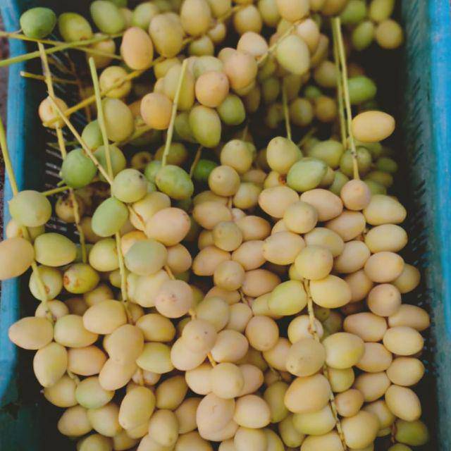 

Kurma muda fresh free kapsul herbal ejakulasi
