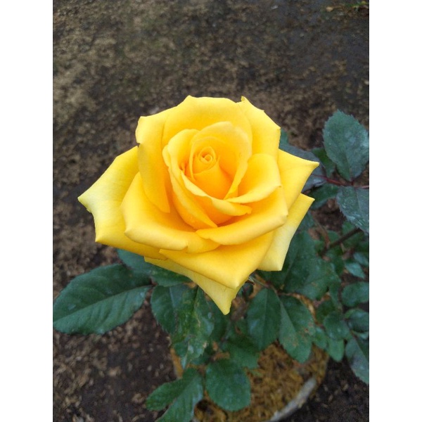 Mawar Holland kuning