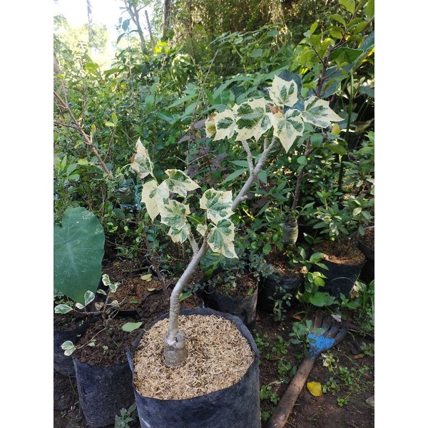 Bahan Bonsai Jarak Botol Variegata