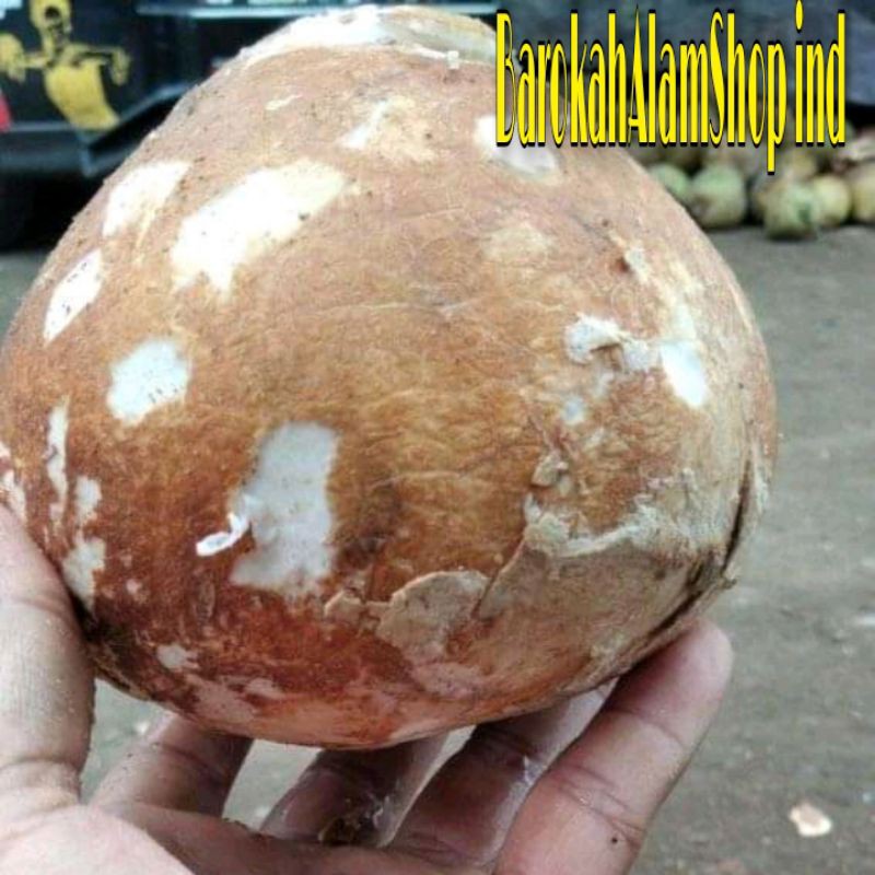 

KELAPA TUA KUPAS 1 BUTIR