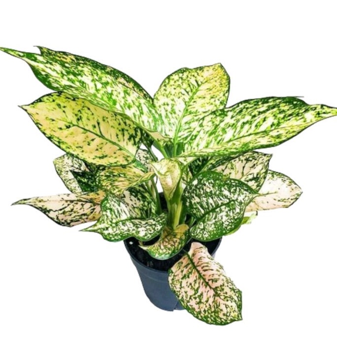 aglonema ruby orange