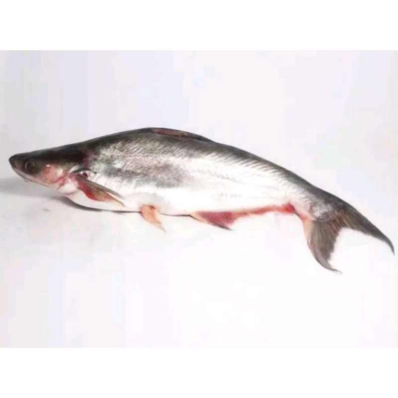 

Ikan Patin Berat 500 Grm , 1 Kg