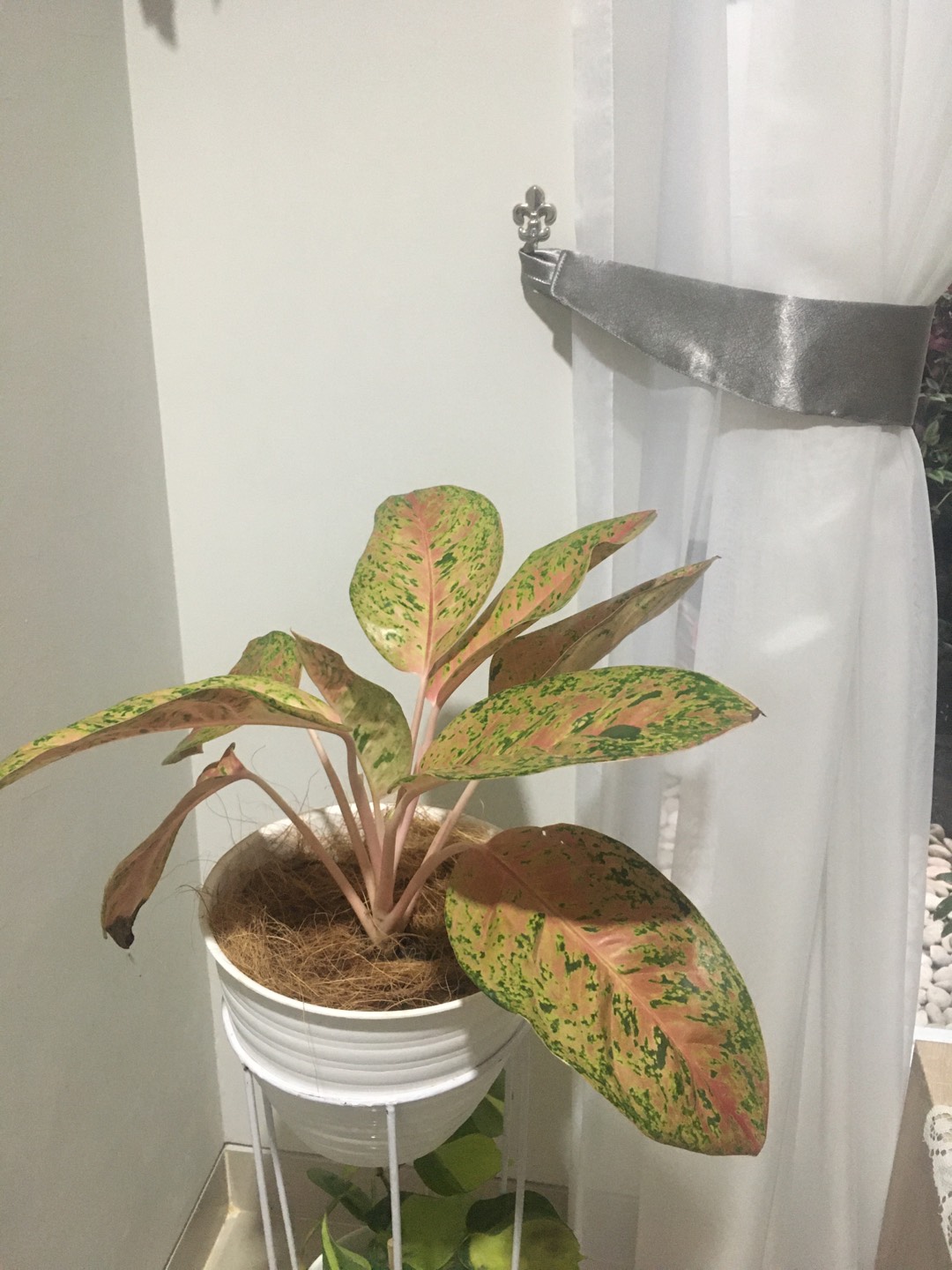 Tanaman Hias Aglonema Big Roy / Lulaiwan