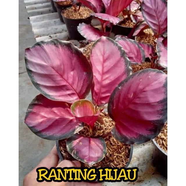 bunga calatea Crimson / Calathea Crimson/chalatea Crimson