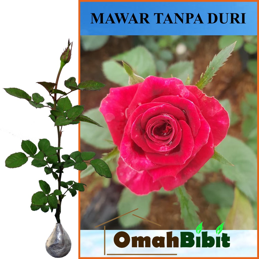 Tanaman Mawar Tanpa Duri