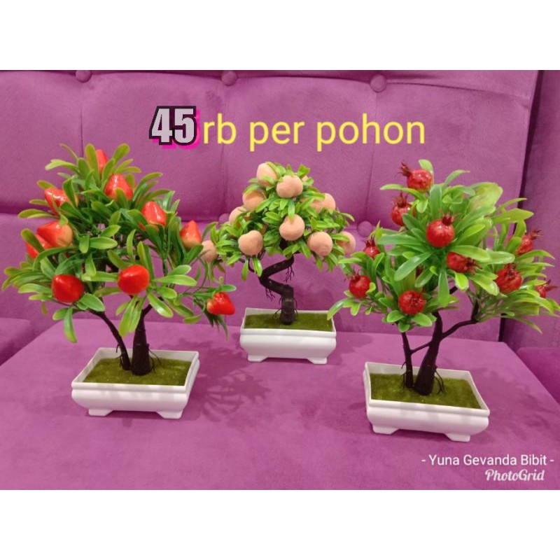 Pohon Bonsai Buah Dari Plastik Lagi Trending