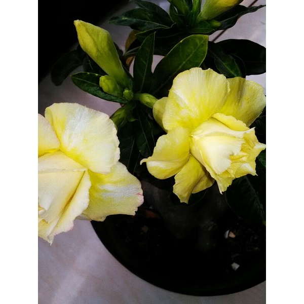 

adenium bunga tumpuk,,triple,,asli