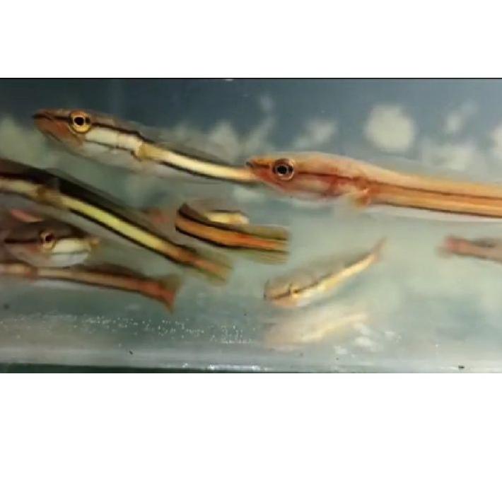 ❤[⚡PECIAL PRICE ]❤ ikan Toman (Size 5-12cm) | ikan predator | ikan hias air tawar / ikan gabus toman