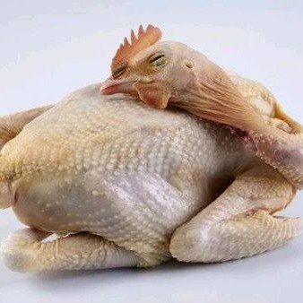 

Ayam Kampung Jago Hidup Potong - 1 Ekor