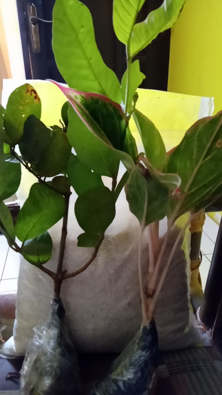 Bibit Jambu Kristal Udah Berbunga