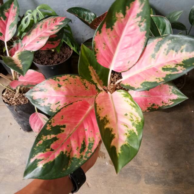 aglaonema red khocin - bibit aglonema - aglaonema - aglonema - bibit aglaonema