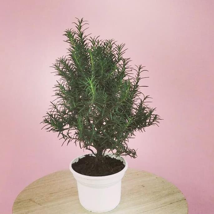 Baru Tanaman Lavender Rosemary Ukuran Besar / Rosmarinus Officinalis Berkualitas