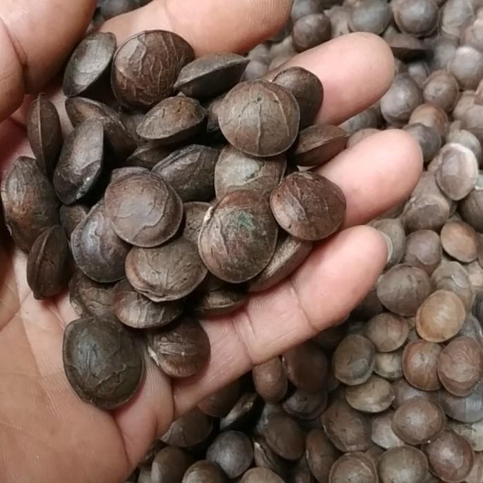 Bibit Kacang Sacha Inchi