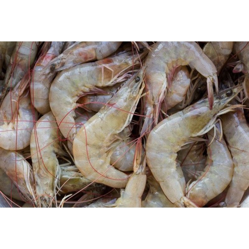 

Udang Segar Ukuran Sedang 250gr (Bakulsayuronline)