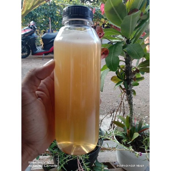 

Madu Lebah