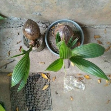 pohon bonsai kelapa hijau / kelapa kerdil