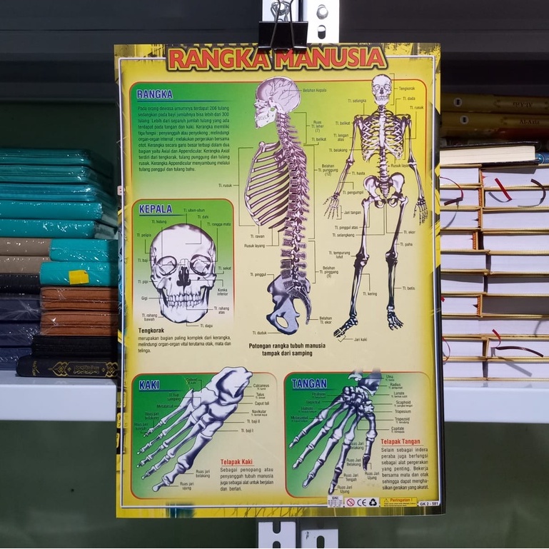 Poster Kerangka Manusia - Alat Peraga Pendidikan TK SD