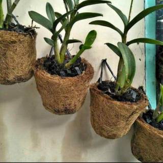 Pot sabut kelapa untuk tanaman anggrek kualitas terbaik Pot sabut kelapa untuk tanaman anggrek kualitas terbaik
