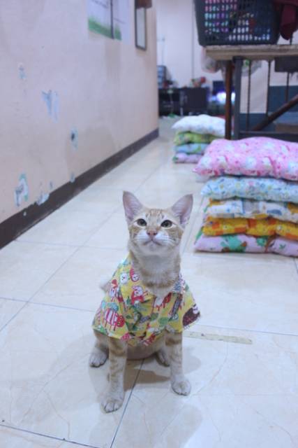 Kemeja kuning motif gambar kucing lucu untuk kucing dan anjing / baju kucing murah size S M L XL