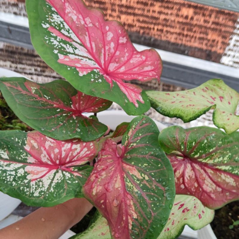 Caladium Red Clone Tanaman Hias Bibit Caladium Murah Bibit Red Clown
