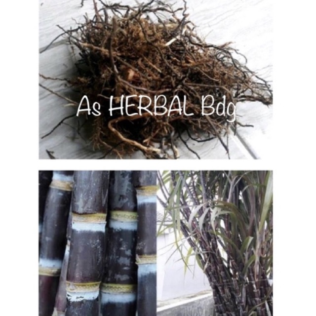 

Akar tebu hitam / akar tebu wulung / tebu ireng 50 gram-az