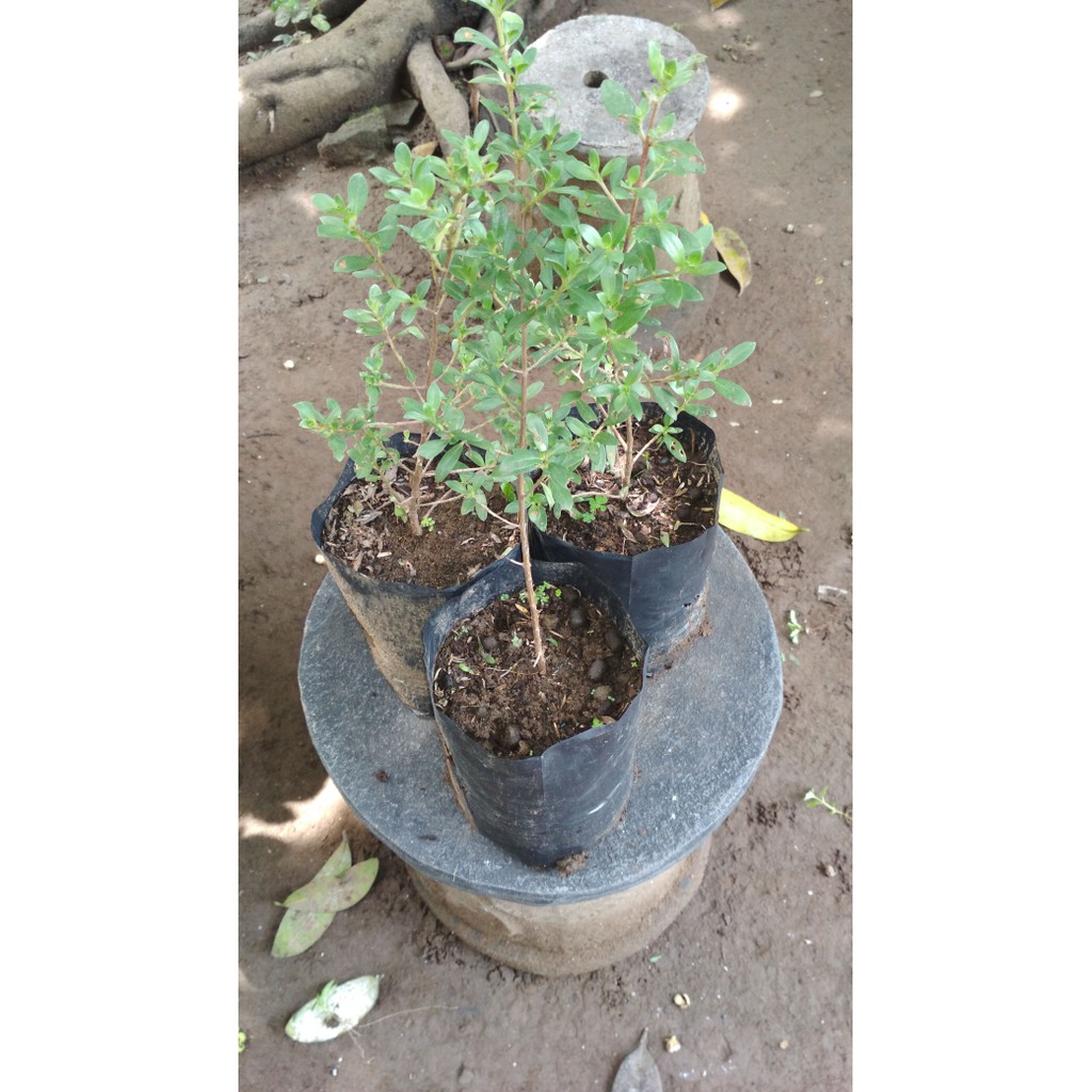 Bibit Santigi Atau Setigi