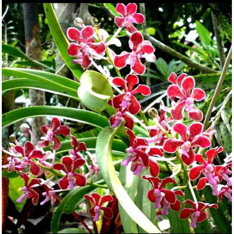 anggrek vanda limbata