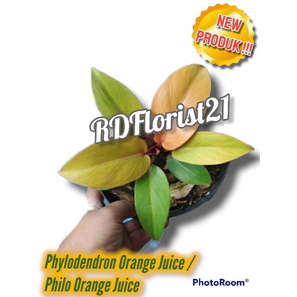 Orange Juice / Philo Orange Juice / Philodendron / Philo Oren Juice / Tanaman Hias