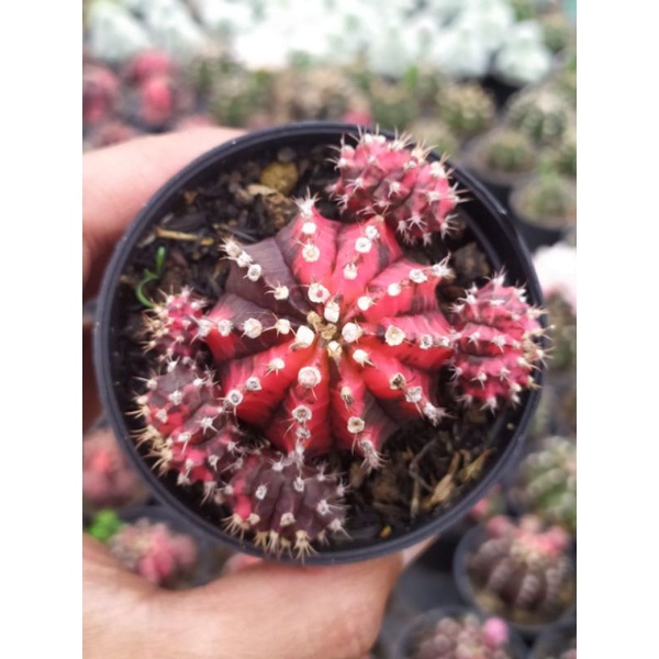 kaktus gymnocalycium black pink | kaktus dan sukulen