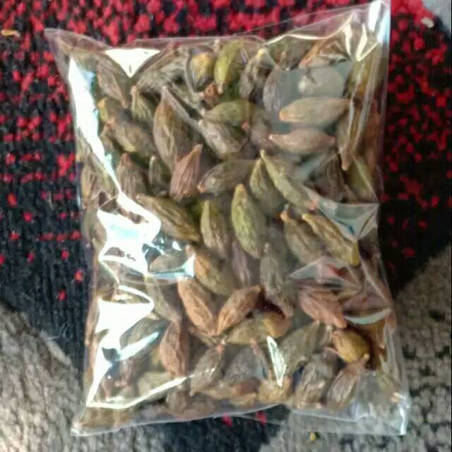 Jual Biji Pohon Ketapang Kencana Shopee Indonesia