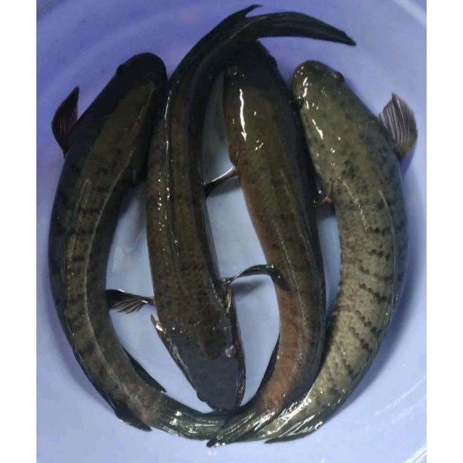 IKAN GABUS HIDUP&SEGAR 1KG