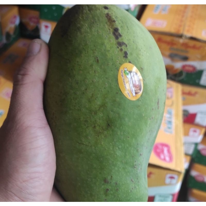 

mangga alpukat super 5kg