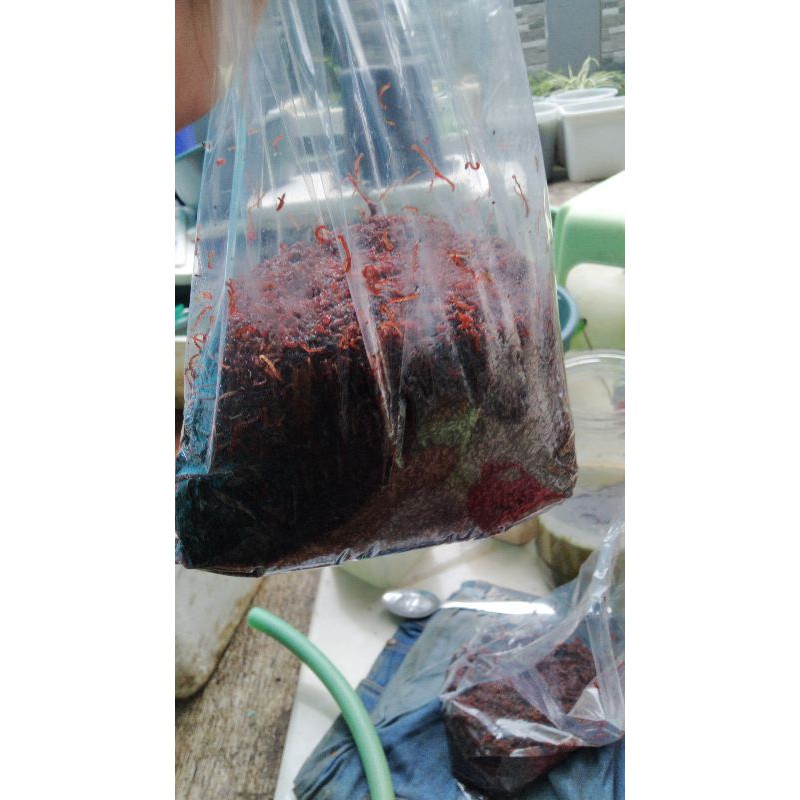 

Cacing Darah fresh Hidup / Bloodworm Hidup Fresh