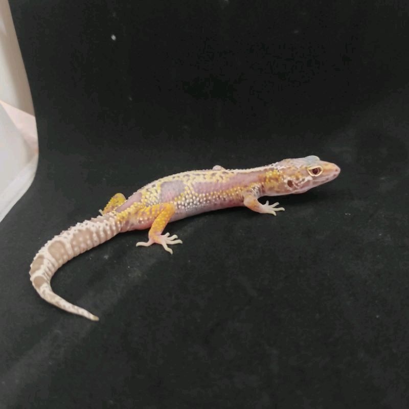 Leopard Gecko Anak Baby Murah