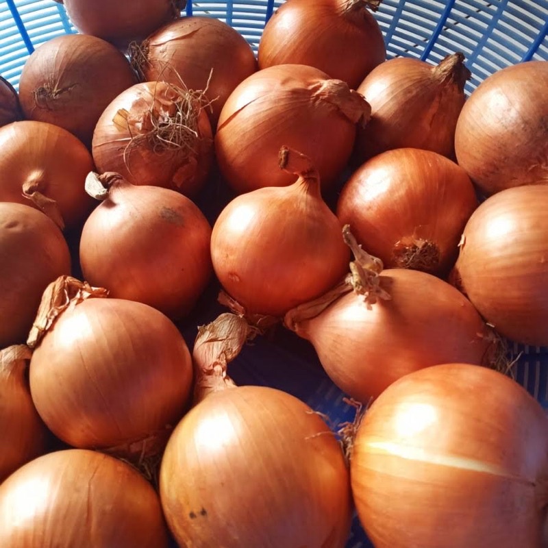 

Bawang Bombay Fresh 1kg