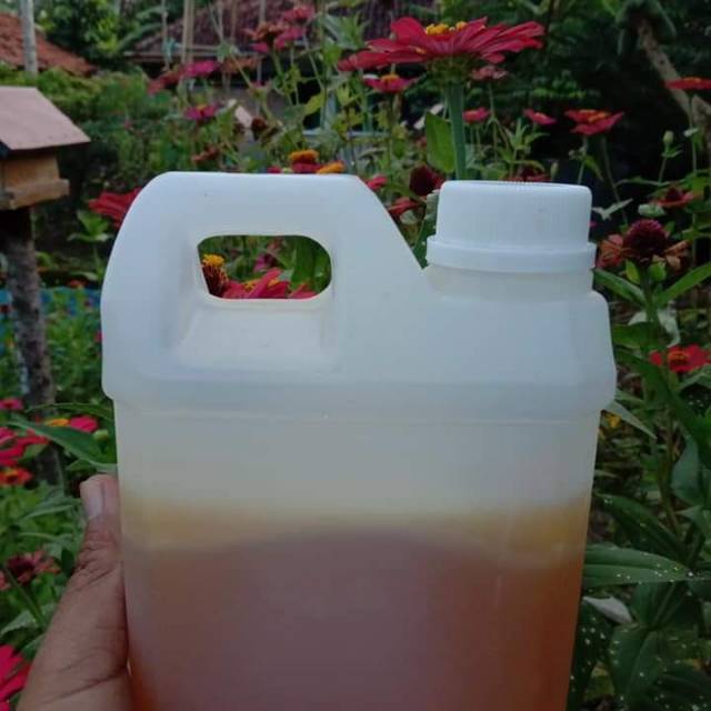 

Madu lebah/nyiruan multiflora