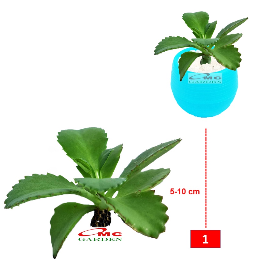 Cocor Bebek Sukulen Sekulen Bryophyllum Pinnatum Tanaman Hias Bibit 06